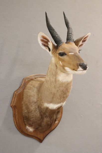 Guib Harnaché (Tragelaphus scriptus) (CH)
Naturalized...