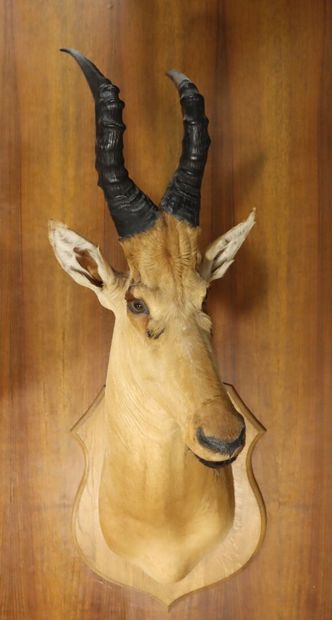 Bubale major ( Alcelaphus buselaphus major)...