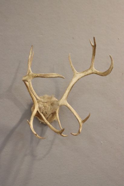 Reindeer (Rangifer Tarandus)(NR): massacre...