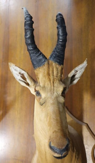 Bubale major ( Alcelaphus buselaphus major)...
