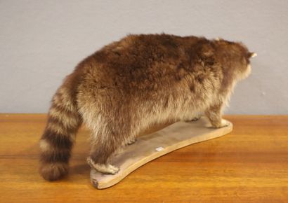 Raccoon (Procyon lotor) (CH):
Whole naturalized...