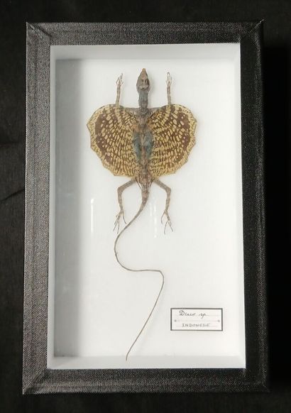 entomological box containing : 
Draco sp...