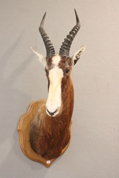 White-fronted Damalisque (Blesbock, Damaliscus...