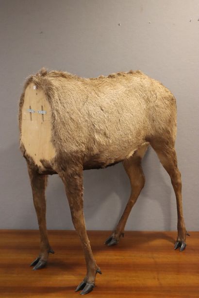 Red deer (Cervus elaphus ) (CH) :
whole naturalized...