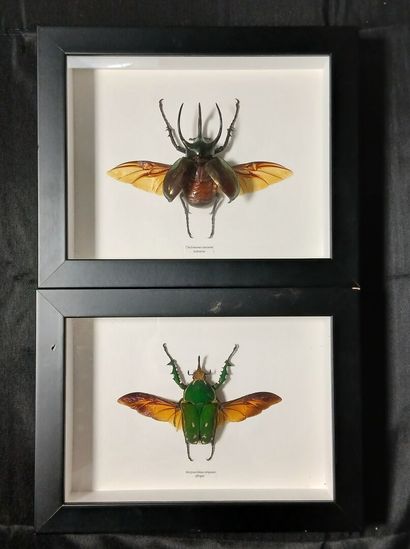 Two entomological frames containing : 
Mecynorrhina...