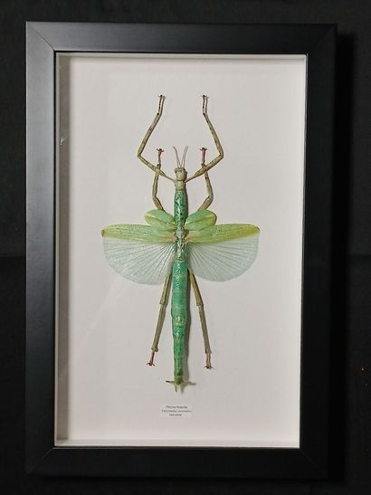 Entomological frame containing : 
Phasmus...