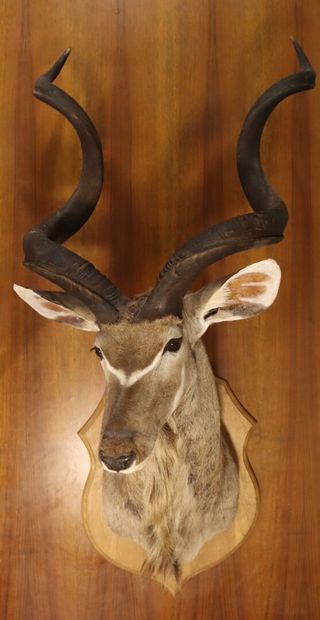 Greater kudu (Tragelaphus strepsiceros) (CH)
Naturalized...