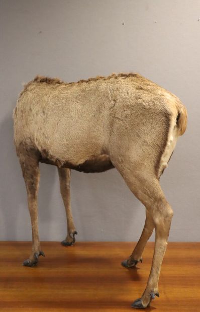 Red deer (Cervus elaphus ) (CH) :
whole naturalized...