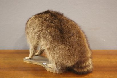 Raccoon (Procyon lotor) (CH):
Naturalized...