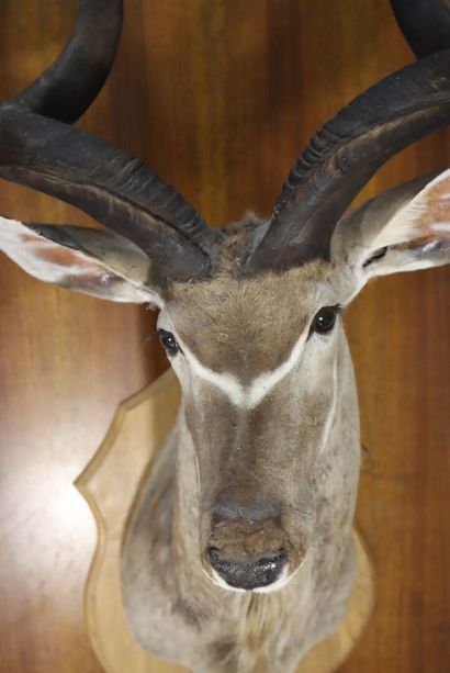 Greater kudu (Tragelaphus strepsiceros) (CH)
Naturalized...