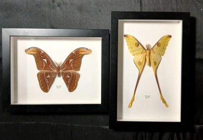 Two entomological frames containing : 
Comet...
