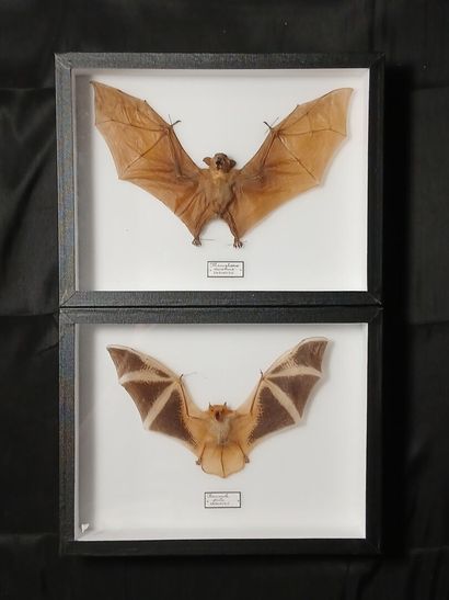 Two entomological boxes containing : 
Macroglossus...