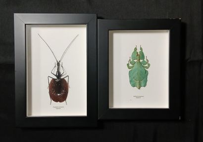 Two entomological frames containing : 
Phyllium...