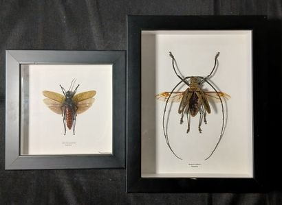 Two entomological frames containing : 
Aularches...