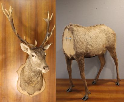 Red deer (Cervus elaphus ) (CH) :
whole naturalized...
