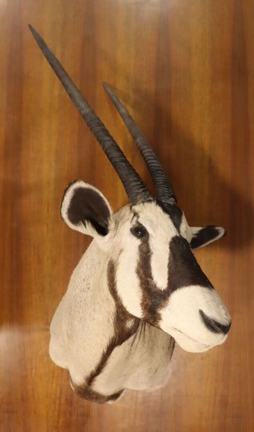 Oryx (Oryx gazella) (CH)
Head in cape, turned...