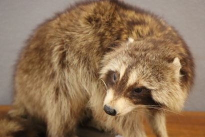 Raccoon (Procyon lotor) (CH):
Naturalized...