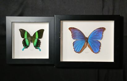 Two entomological frames containing : 
Papilio...