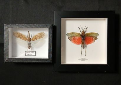An entomological frame and box containing...