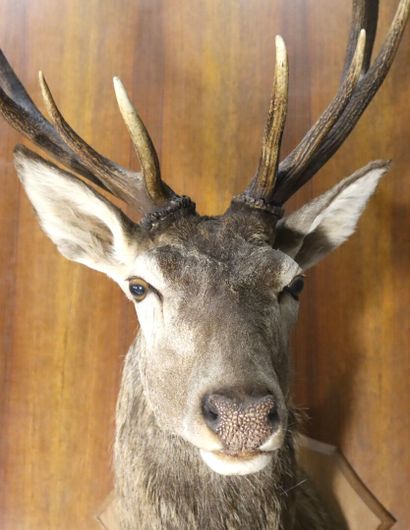 Red deer (Cervus elaphus ) (CH) :
whole naturalized...