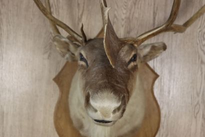 Caribou (Rangifer tarandus) (CH): 
cape head...