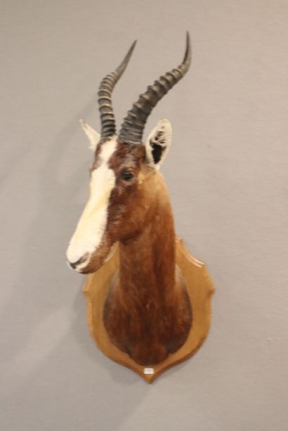 White-fronted Damalisque (Blesbock, Damaliscus...