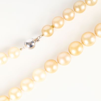 Large necklace of falling gold (South sea)...