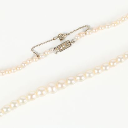 Necklace of slightly baroque cultured or...