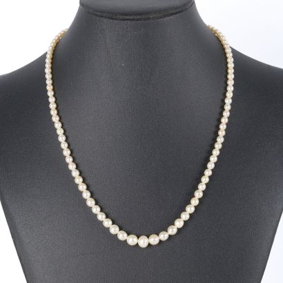 Necklace of slightly baroque cultured or...