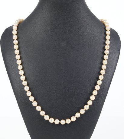 Necklace of choker cultured pearls (diam....