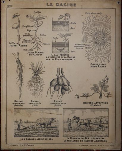 Cinq affiches scolaires recto-verso pour...