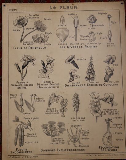 Cinq affiches scolaires recto-verso pour...