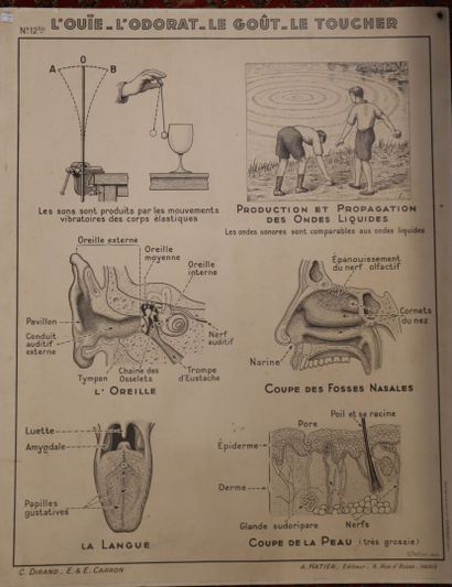 Cinq affiches scolaires recto-verso pour...