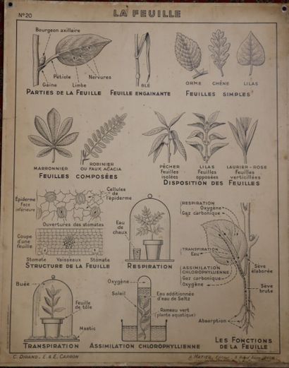 Cinq affiches scolaires recto-verso pour...