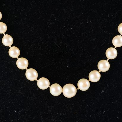 Necklace of tumbling cultured pearls (7 to...
