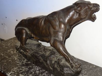 A. CAPALDO: Tigre en chasse. grand sujet...