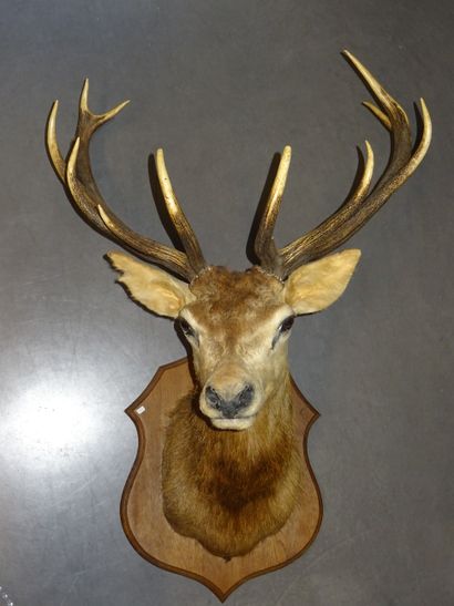 Tête de cerf (cervus élaphus) sur un écusson...