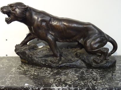 A. CAPALDO: Tigre en chasse. grand sujet...
