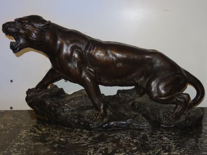 A. CAPALDO: Tigre en chasse. grand sujet...