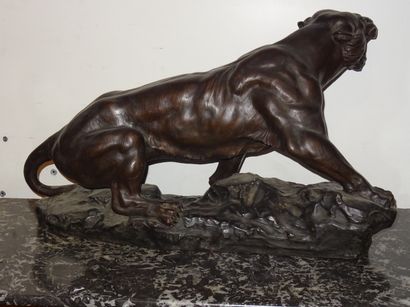 A. CAPALDO: Tigre en chasse. grand sujet...