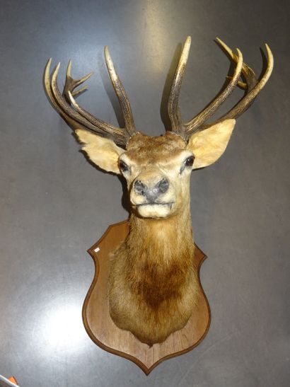 Tête de cerf (cervus élaphus) sur un écusson...