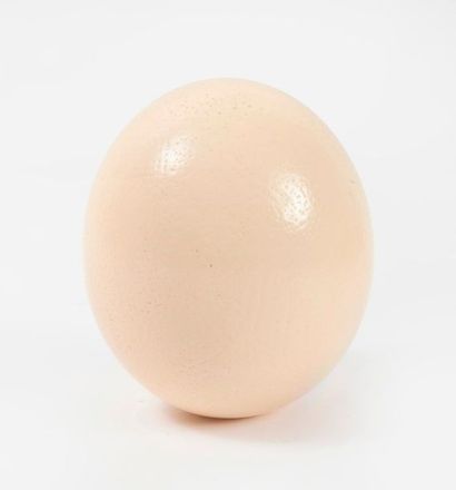 Oeuf d'autruche, vidé.

H. : 15 cm envir...
