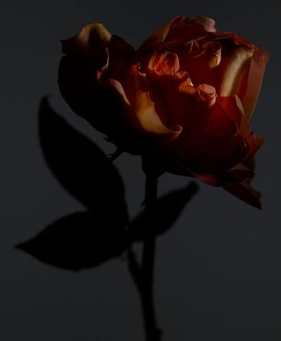 Olivier Arnaud
Archival pigment print photo...
