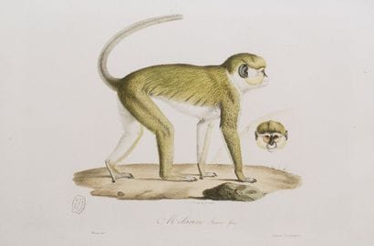 Julia Roger
Lithograph Melarine Young female...