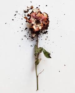 STEPHANE COUTELLE
Rose brulée par Stéphane...