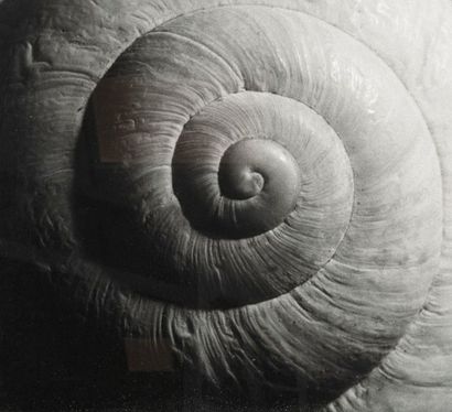 BALTHASAR BURKHARD (1944-2010)

Escargot,...