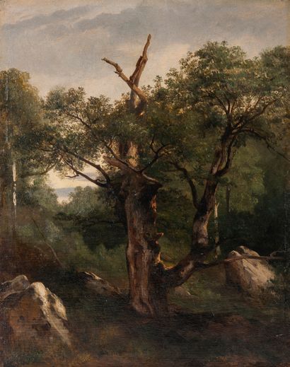 Jules COIGNET (1798-1860)
Oak study (Fontainebleau)....
