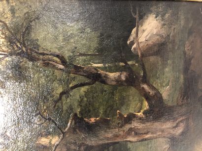 Jules COIGNET (1798-1860)
Oak study (Fontainebleau)....