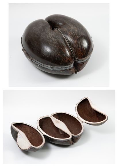 CHRISTIAN DIOR
Cocofesse (Lodoicea maldivica,...