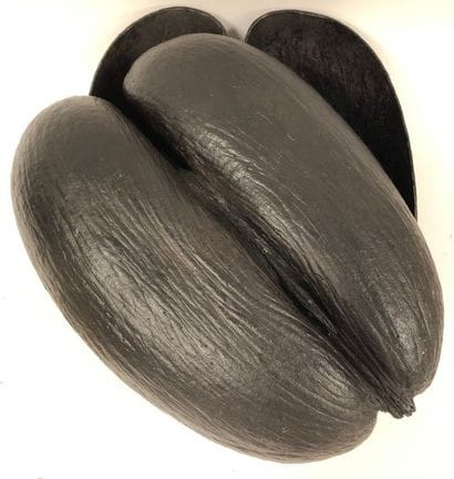 LES SEYCHELLES
Coco-Buttock (Lodoicea maldivica)...